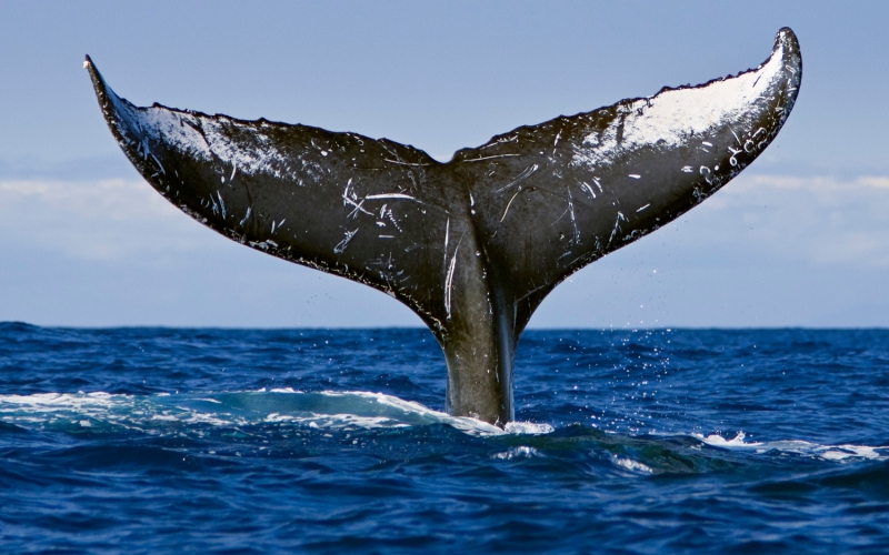 humpback whale tail pictures torrent