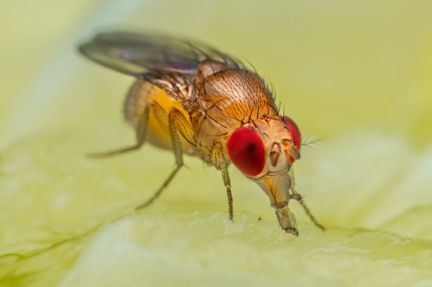 Banaanikärpänen tekemässä sitä, minkä se osaa parhaiten - syömässä banaania.