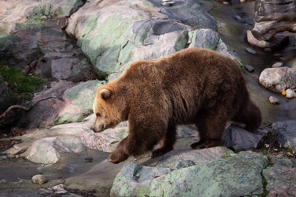 Korkeasaaressa elää kaksi karhua, 14- ja 19-vuotiaat naaraat.