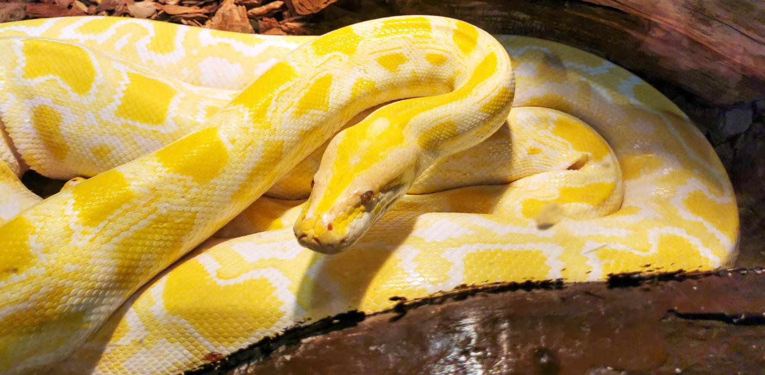 Itävaltalaismies tunsi puraisun haarovälissään, kun naapurista karannut pyton oli päätynyt hänen vessanpönttöönsä. Kuvan käärme ei liity tapaukseen.