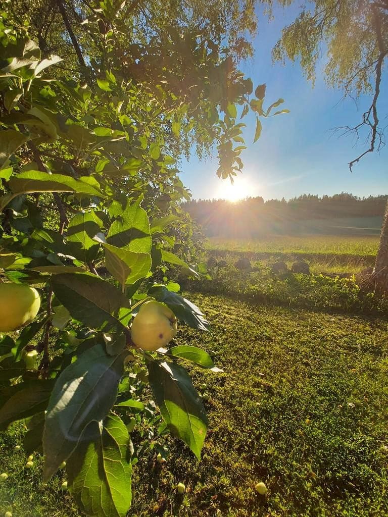 Aurinkoenergiaa talteen syksyn viimeisestä säteistä.