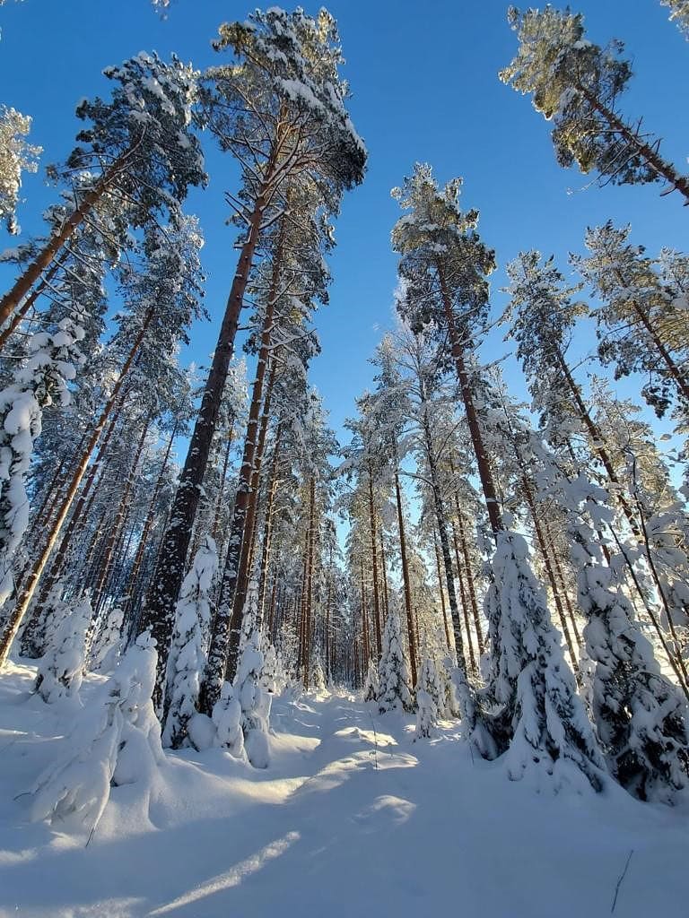 Talvisessa metsässä hiljaisuuden voi melkein aistia.