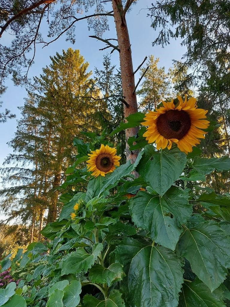 Keltaisina hehkuvat auringonkukat kukkivat näyttäväti myöhäiskesällä.