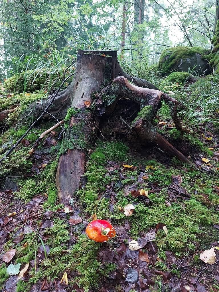 Vanha kanto on saanut kaverikseen punaisen kärpässienen.