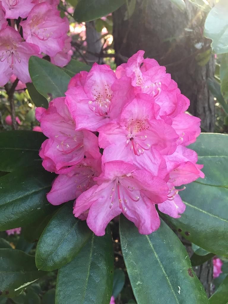 Alppiruusut kukkivat täydessä loistossaan ainoastaan kesäkuun kaksi ensimmäistä viikkoa.