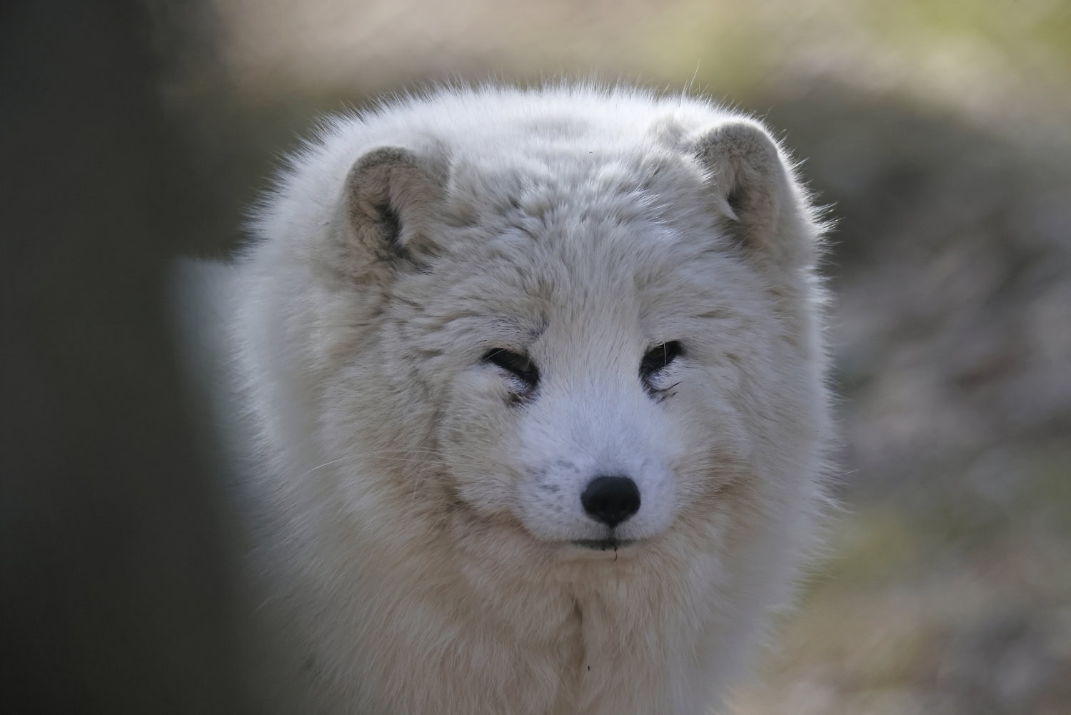 Naali on Suomen uhanalaisin eläin ja se on määritelty erittäin uhanalaiseksi.