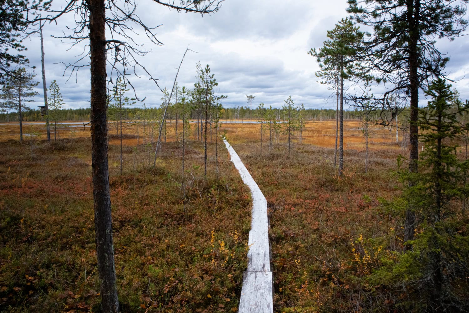 Pitkospuut johtavat järvelle.
