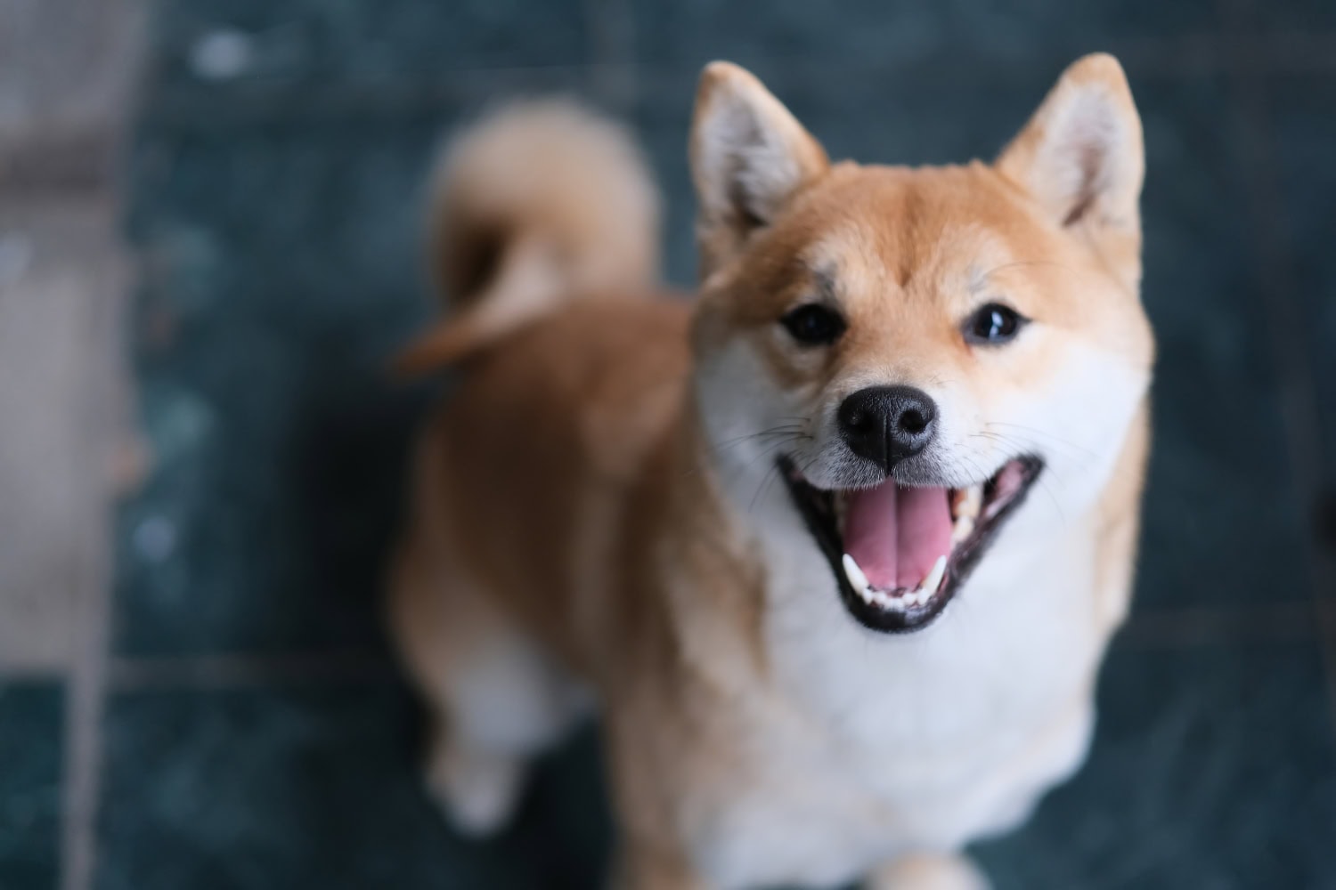 Shiba inu on japanilainen koirarotu.