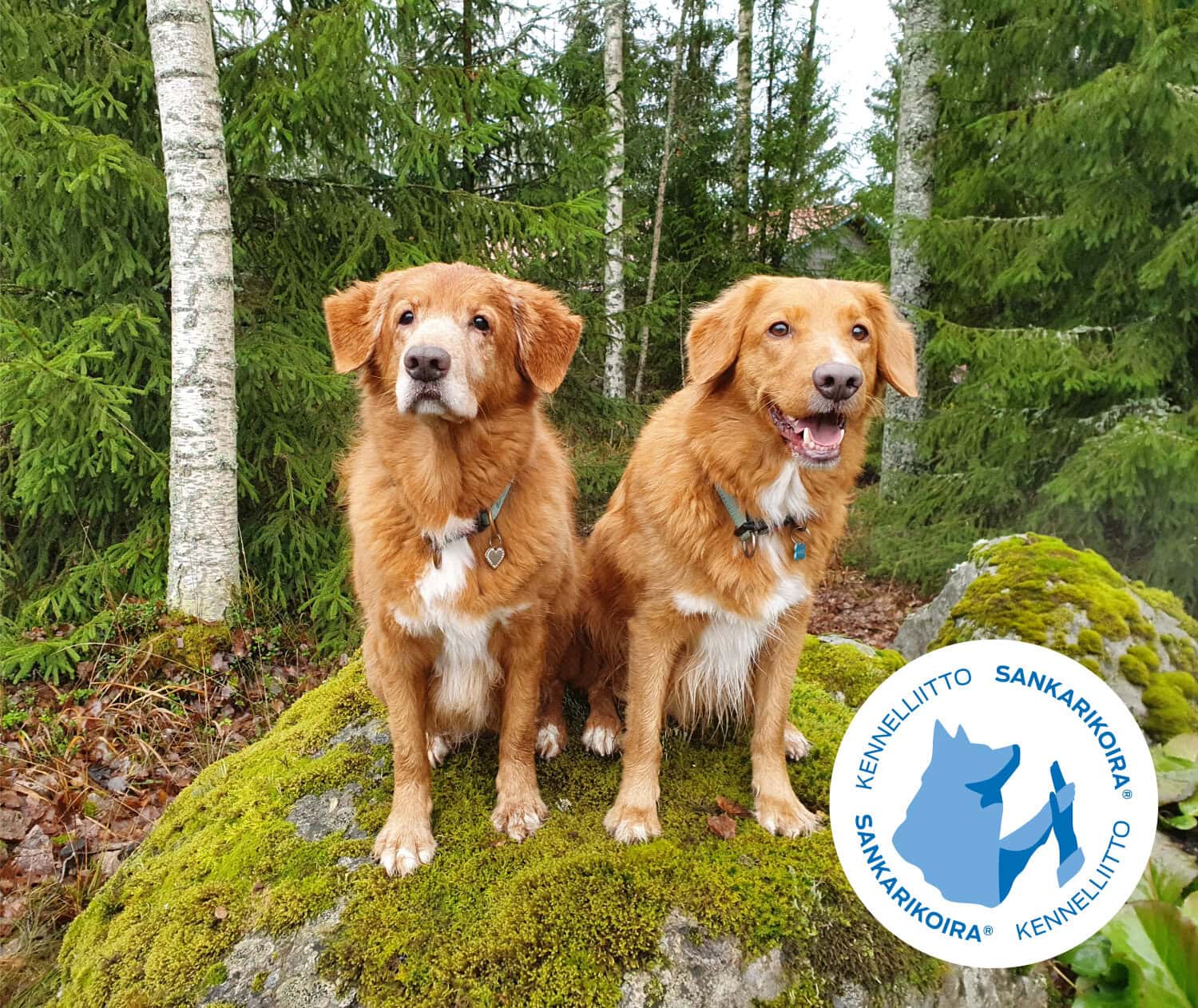 Kuvassa poseeraavat Nappi ja Namu saavat sankarikoiran tittelit.