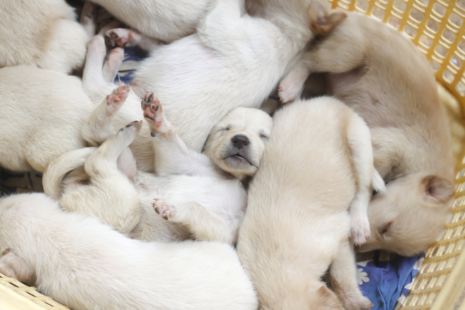 Vastuullinen toiminta on tärkeää pentua ostaessa.