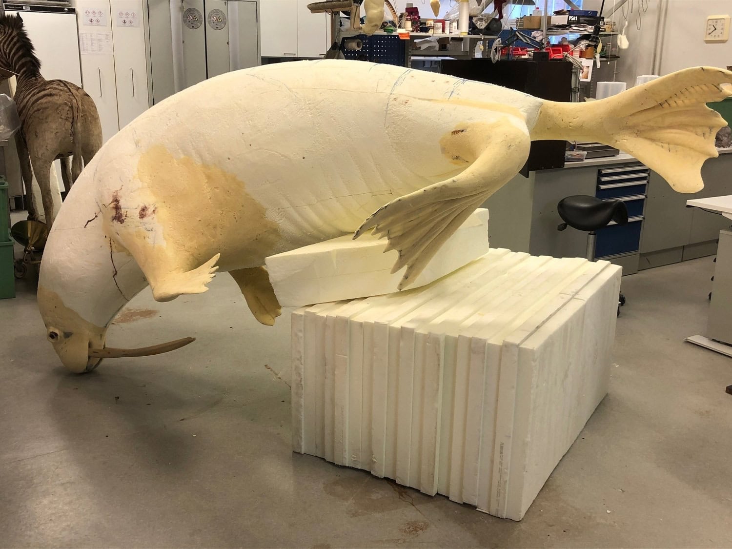 Mursun sisällä oleva muotti.