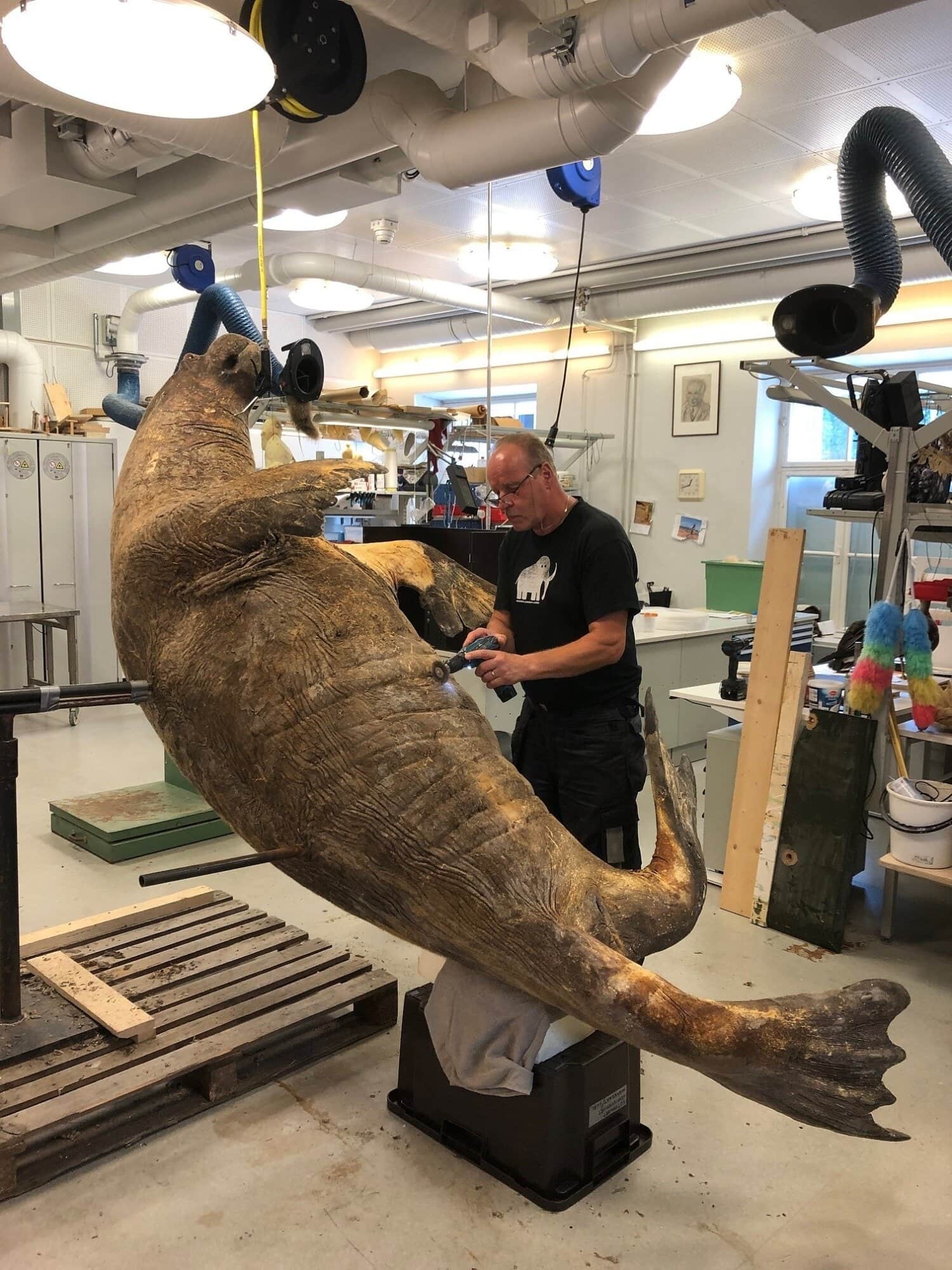 Mursun viimeistelyä näyttelyyn.