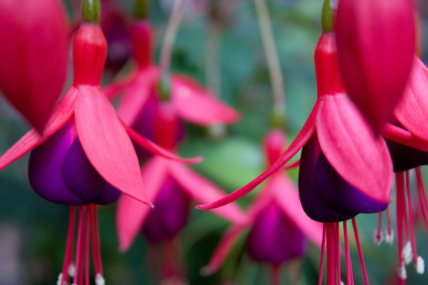 Verenpisara talvehtii valoisassa ja viileässä paikassa. Kastele niukasti, mutta älä päästä kuivumaan täysin. Usein lehtensä tiputtava verenpisara herää keväällä, jolloin uudet versot alkavat kasvaa – silloin on aika istuttaa se uuteen multaan ja leikata versot lyhyemmiksi.