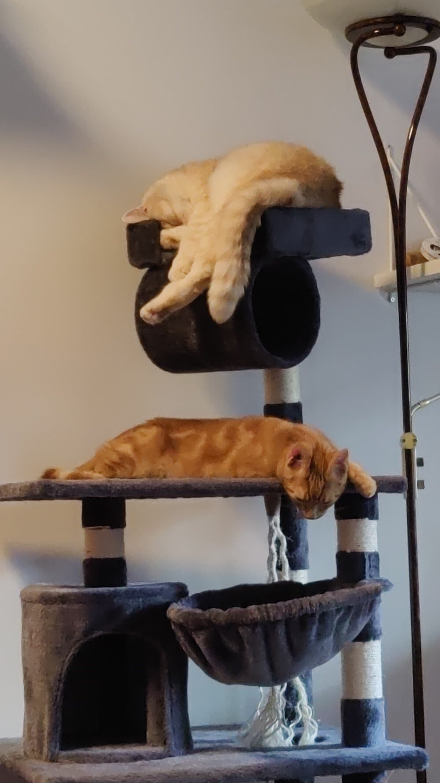 Kissapuu on oiva paikka ottaa nokoset.