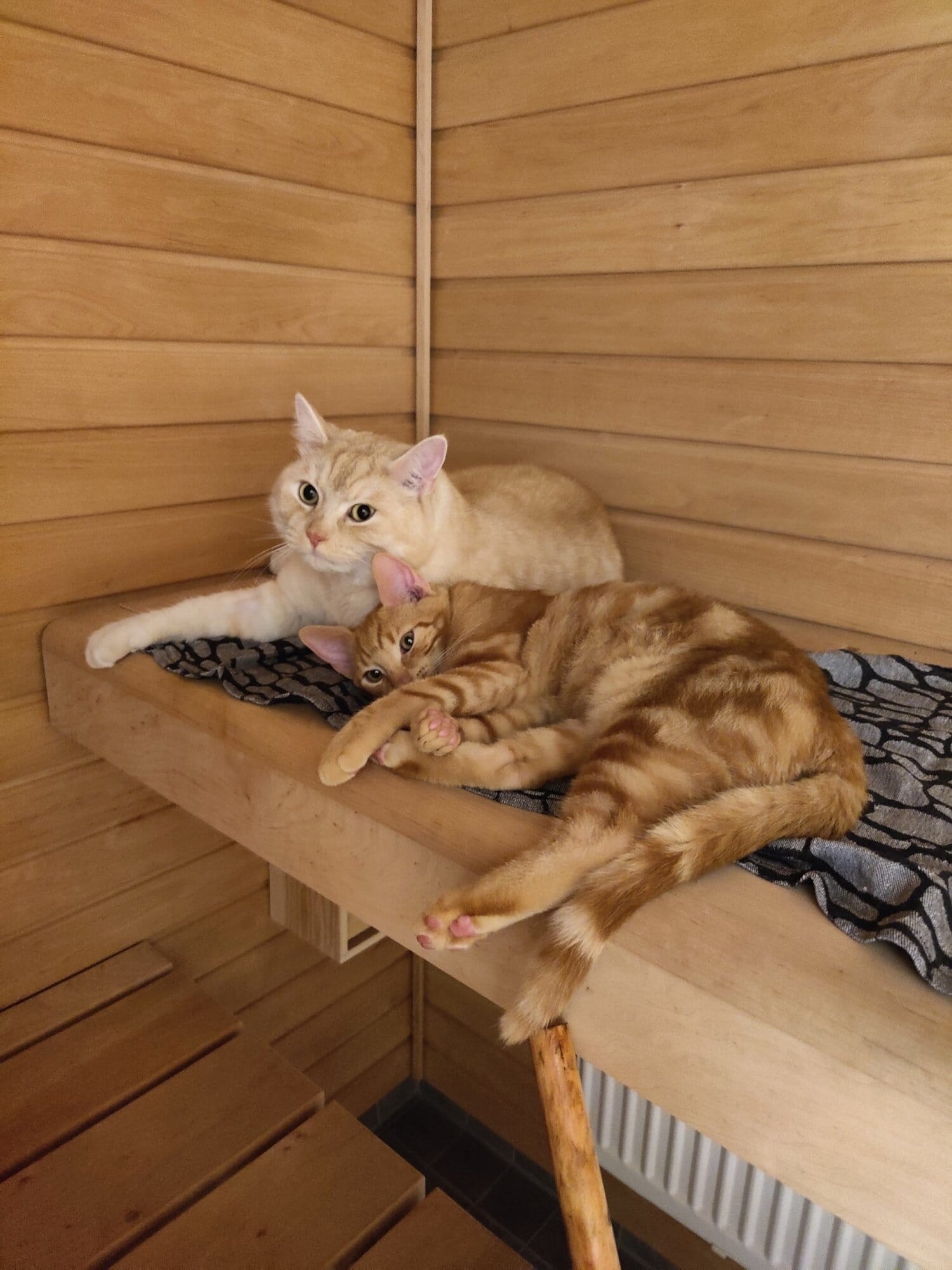 Mauno ja Ramses loikoilevat yhdessä saunan lauteilla.