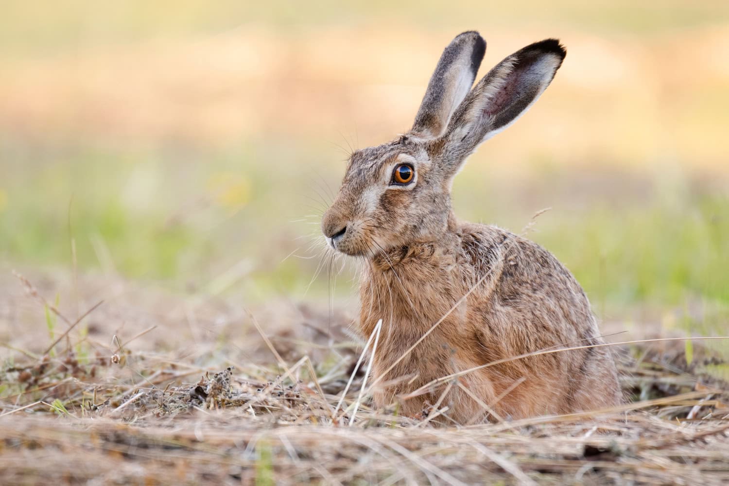 Rusakko vie poikasensa eri piilopaikkoihin suojellakseen niitä pedoilta.