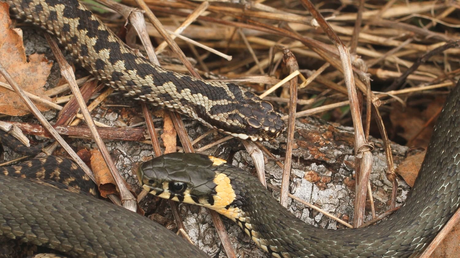 Kuvassa yläpuolella kyykäärme ja alapuolella rantakäärme. Rantakäärmeen paras tuntomerkki on kaulan molemmilla puolilla olevat keltaiset läiskät.