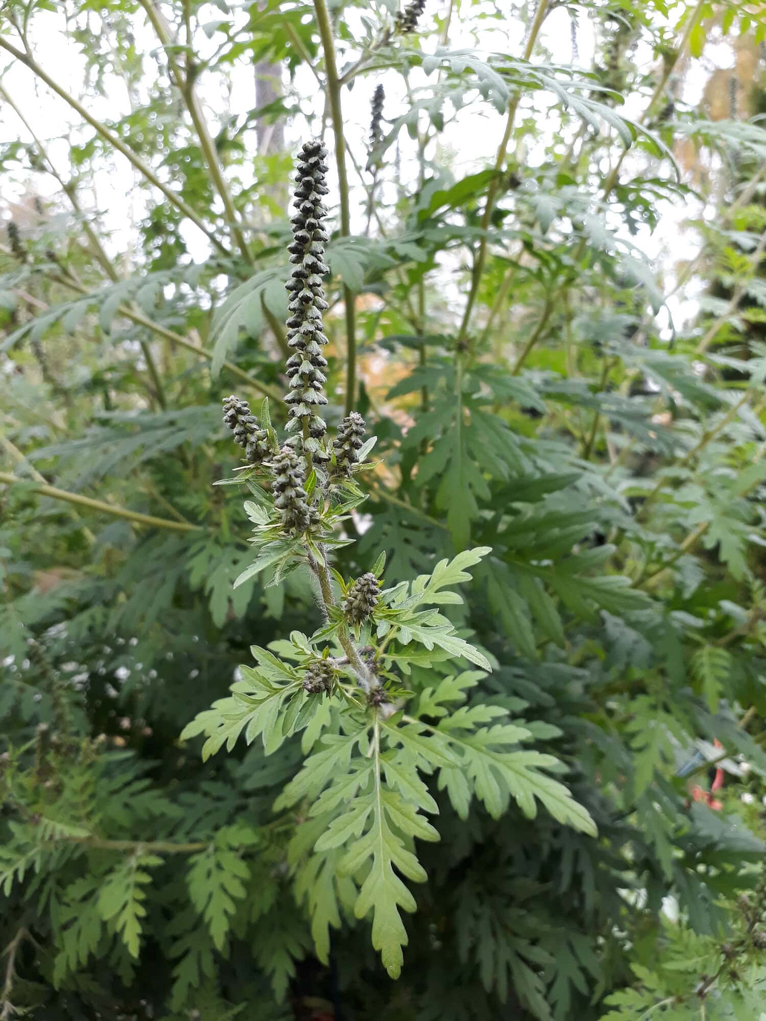 Tuoksukki on haitallinen kasvi.