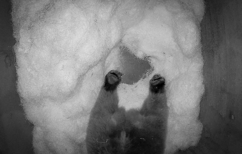 Karhu on löytänyt mieluisan nukkumisasennon.