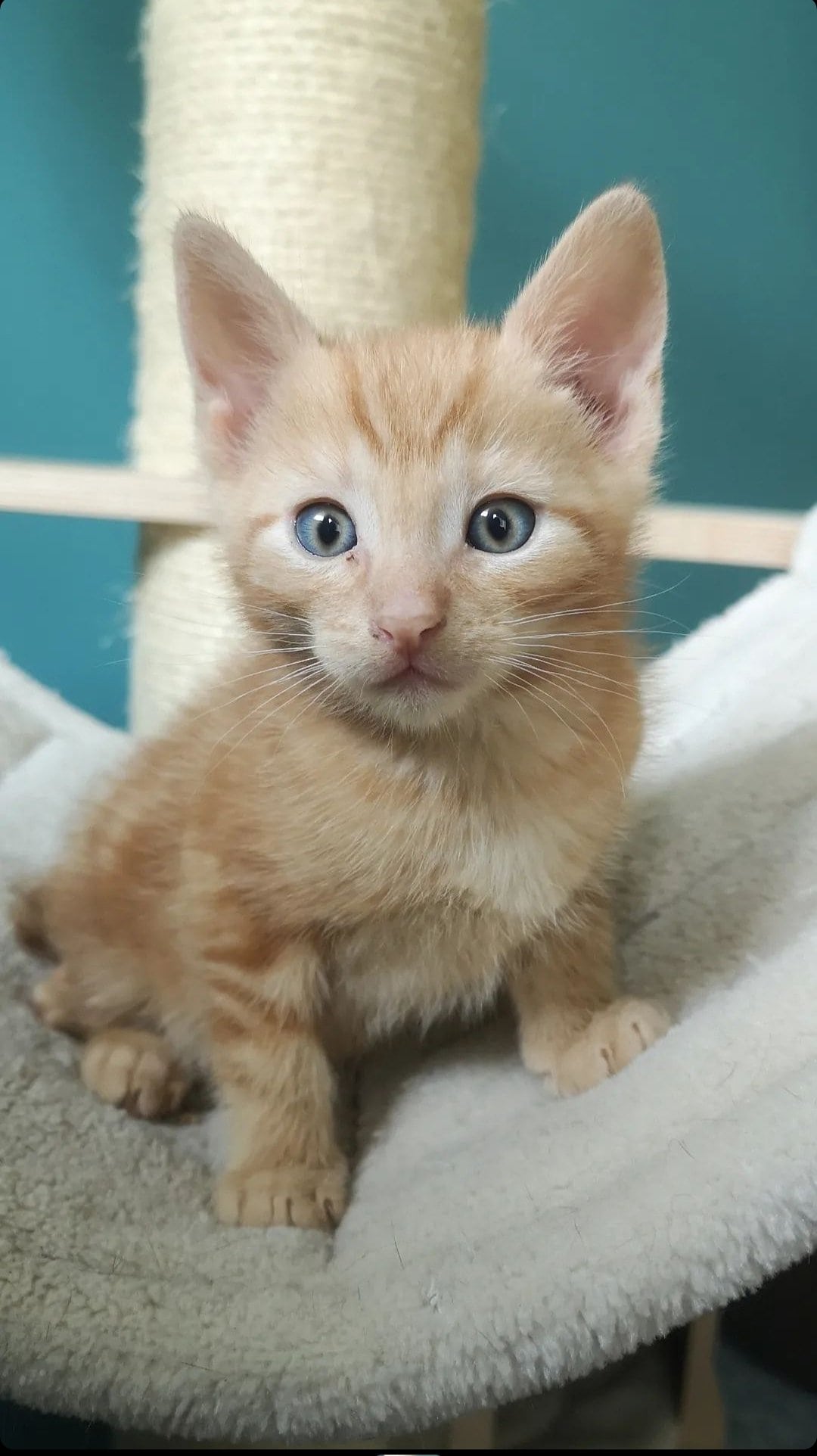 Pieni Ramses hurmasi Lapin ja hänen kumppaninsa.