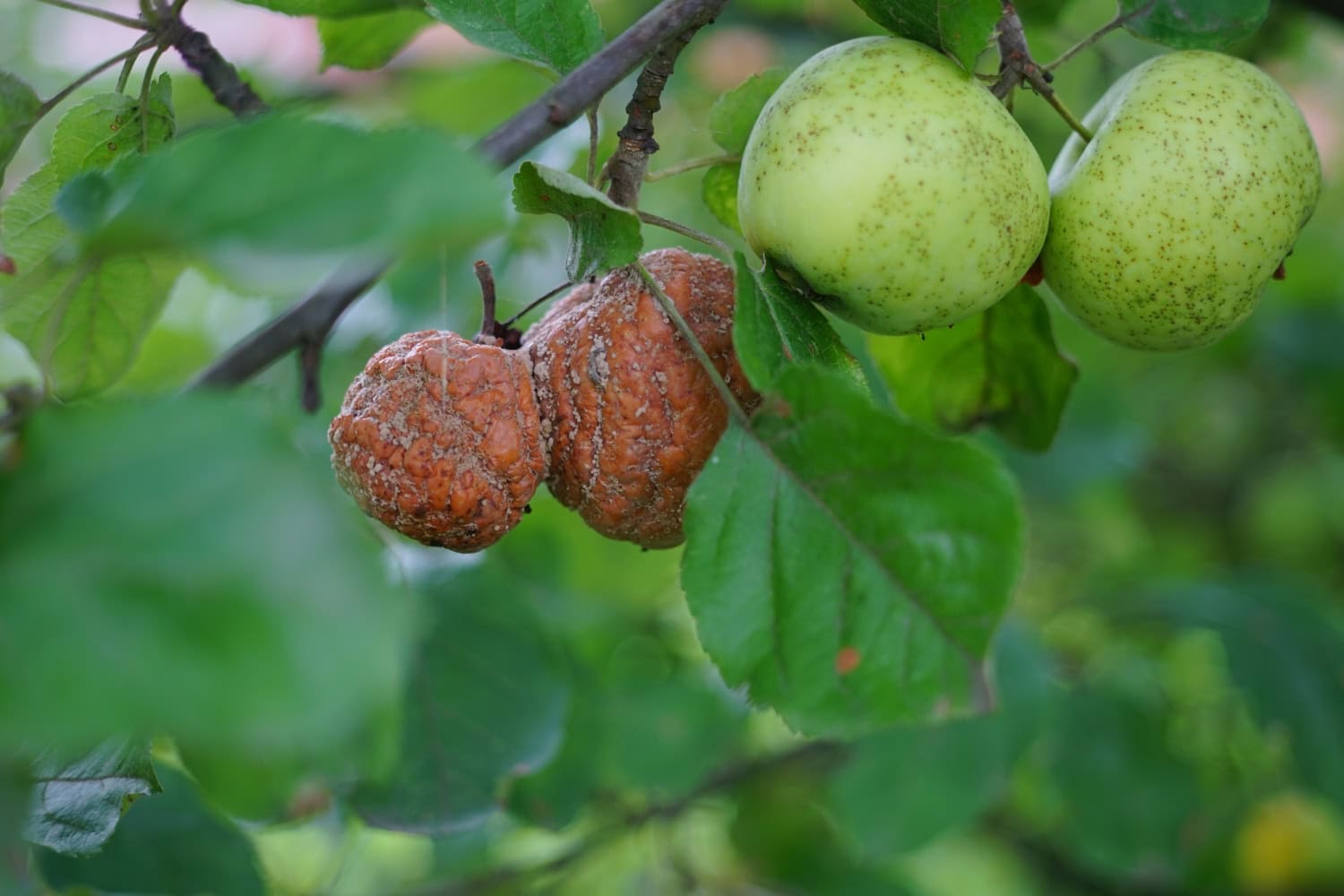 Kuvan ruskeisiin omenoihin on iskenyt muumiotauti.