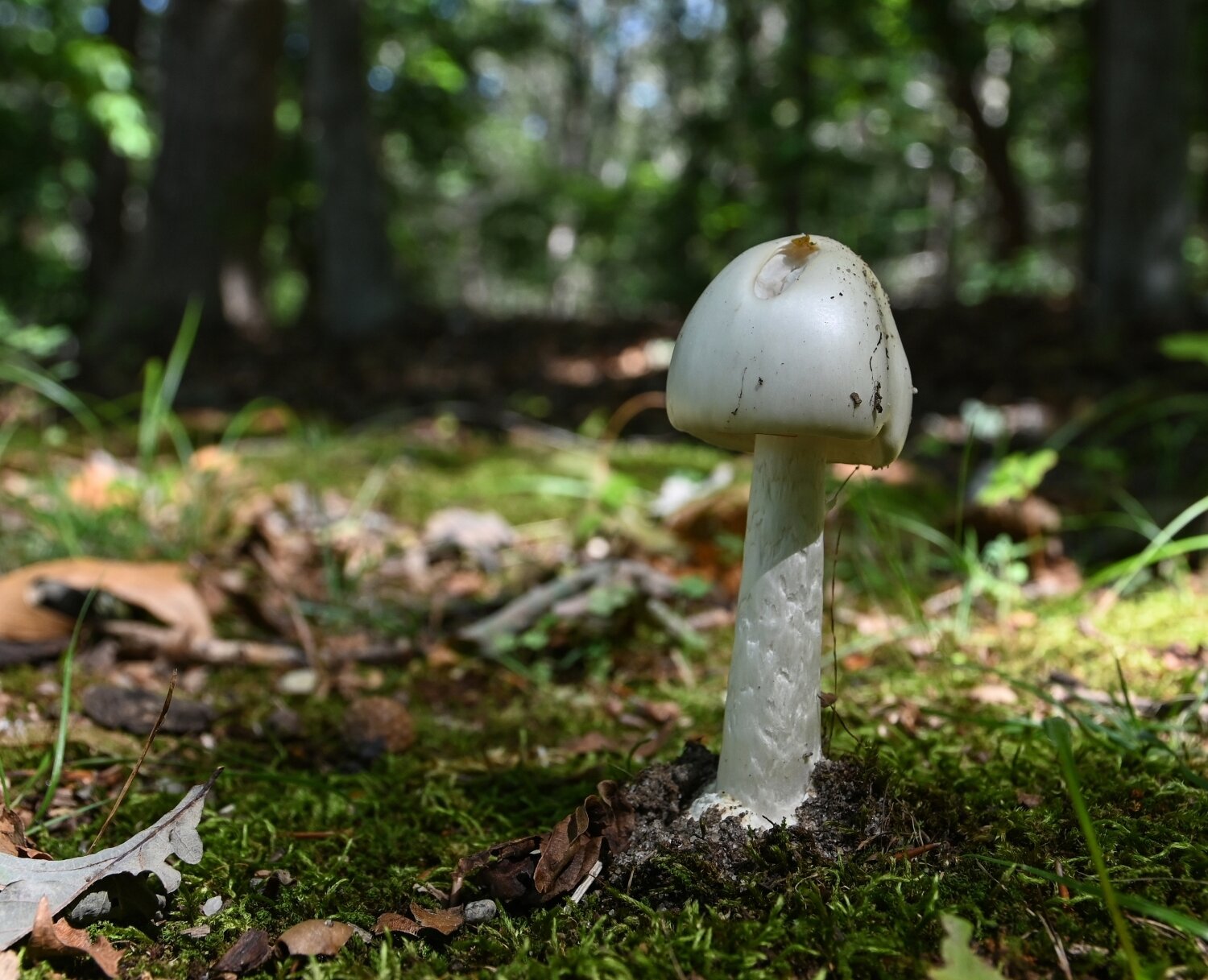 Myrkyllinen valkokärpässieni.