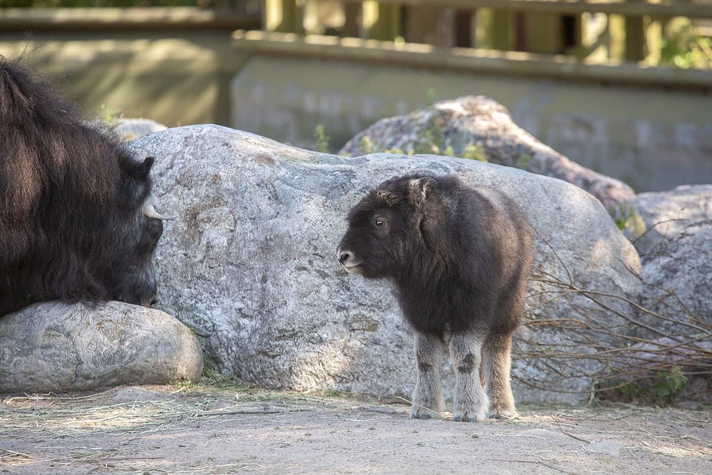 Myskihärkäkilejä syntyi tänä vuonna peräti kaksi.