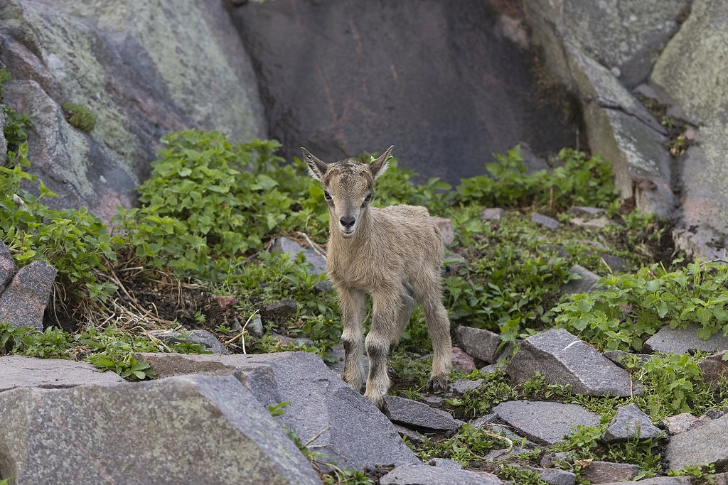 Markhorin poikasia on tarhassa tällä hetkellä useita.