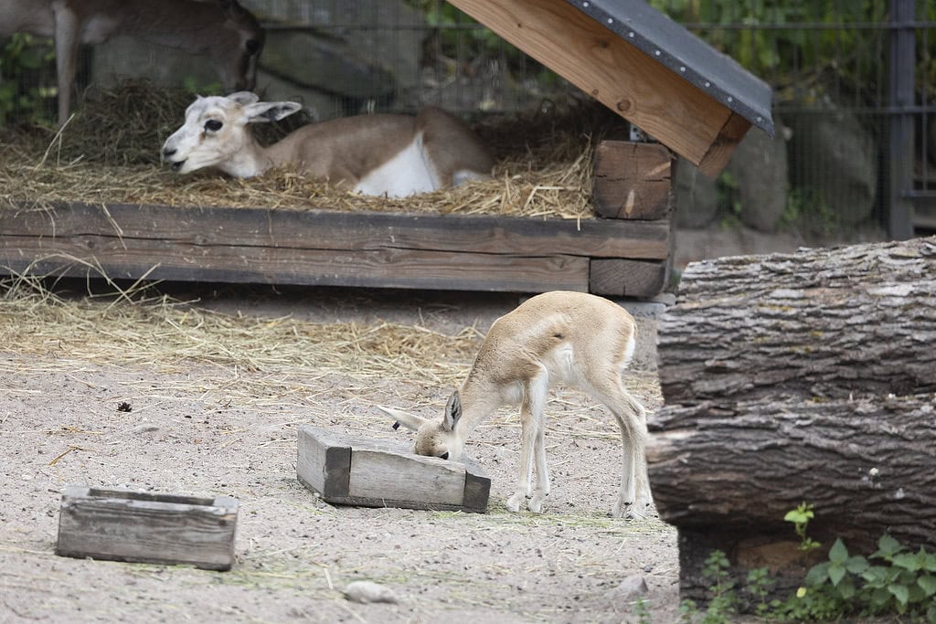 Kuhertajagaselli on luonnossa harvinainen.