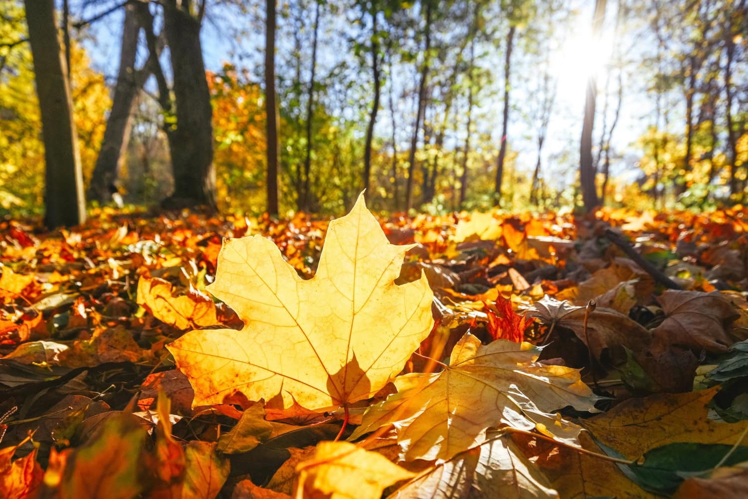 Tänä syksynä oli poikkeuksellisen leutoa.