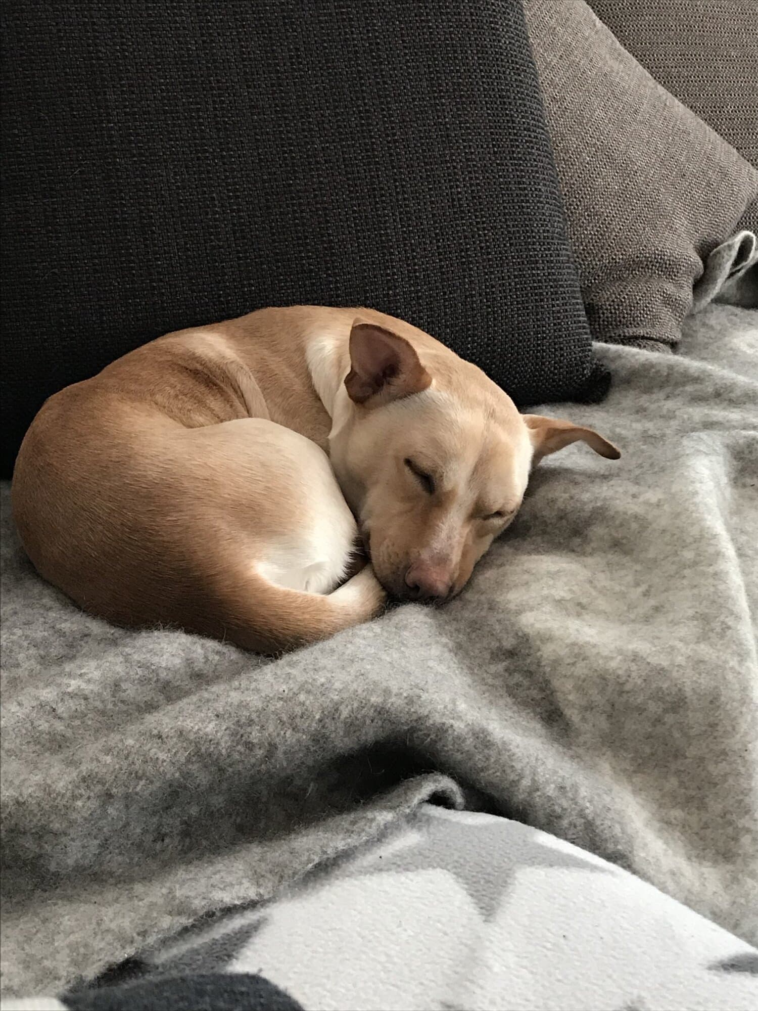 Nikos on arvioilta nyt noin 6 vuotta.