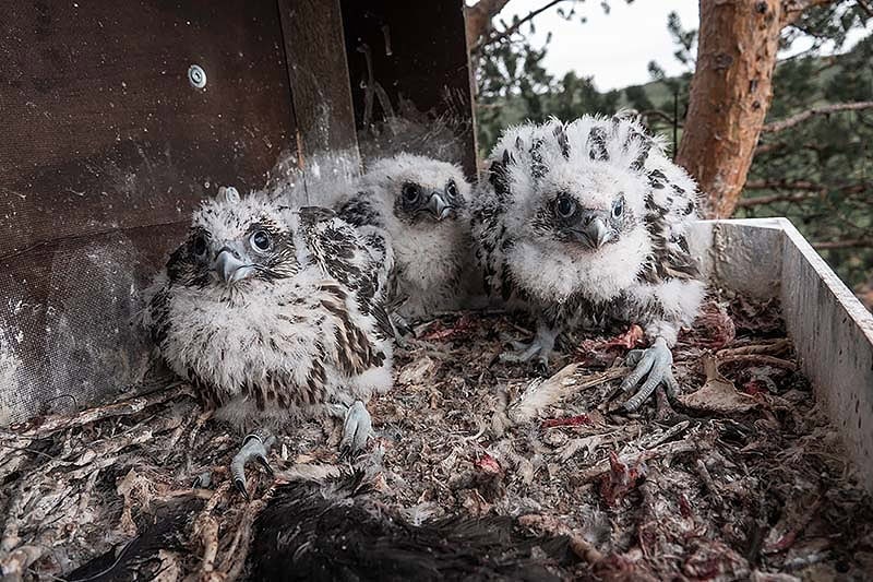 Poikasia syntyi keinopesään kolme.