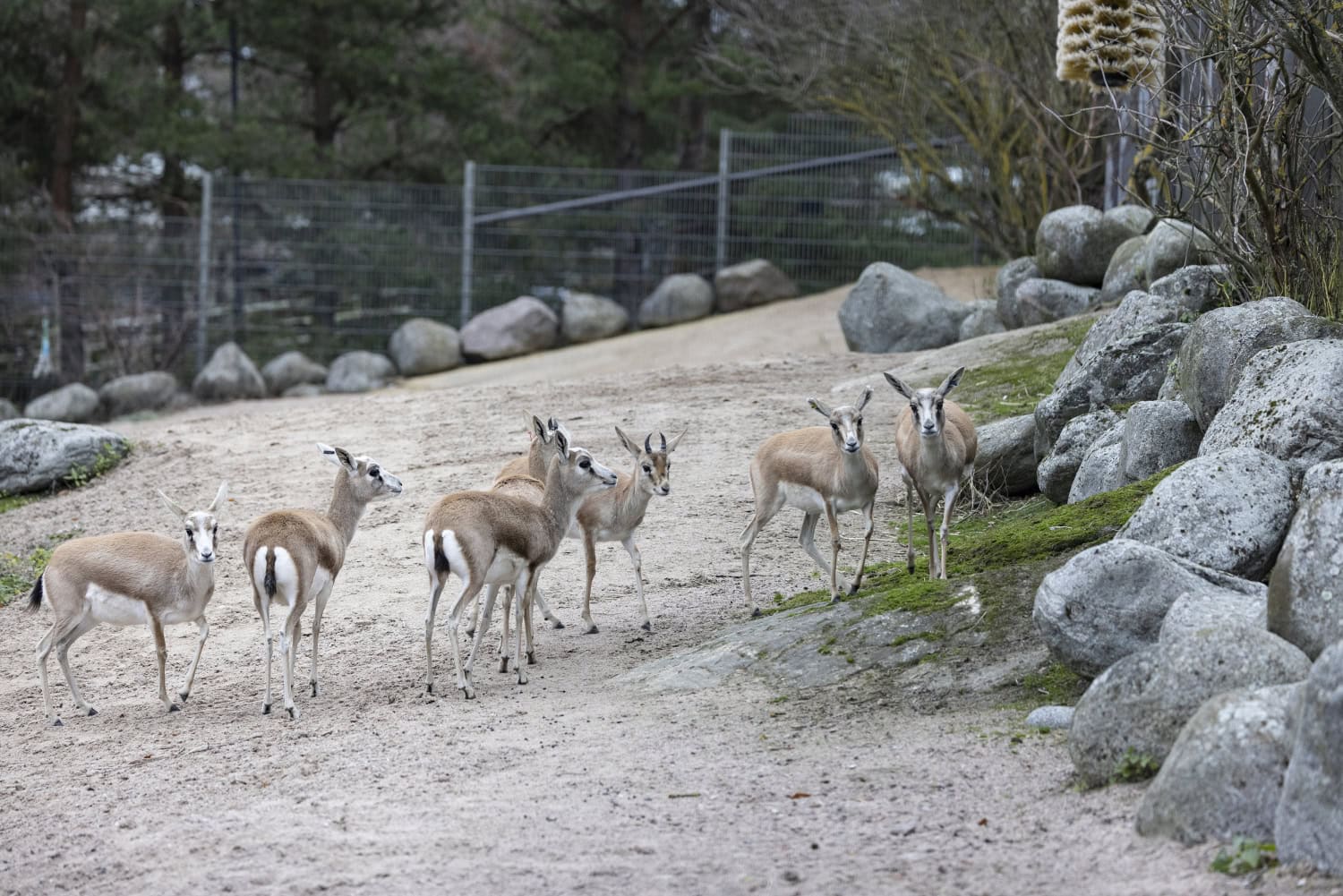 Korkeasaaren kuhertajagasellilauma sai uuden tulokkaan. Pukki liittyy kuvan laumaan myöhemmin.