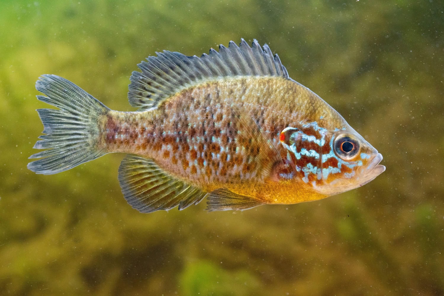 Värikkäitä aurinkoahvenia on tuotu Pohjois-Amerikasta akvaariokaloiksi Eurooppaan.