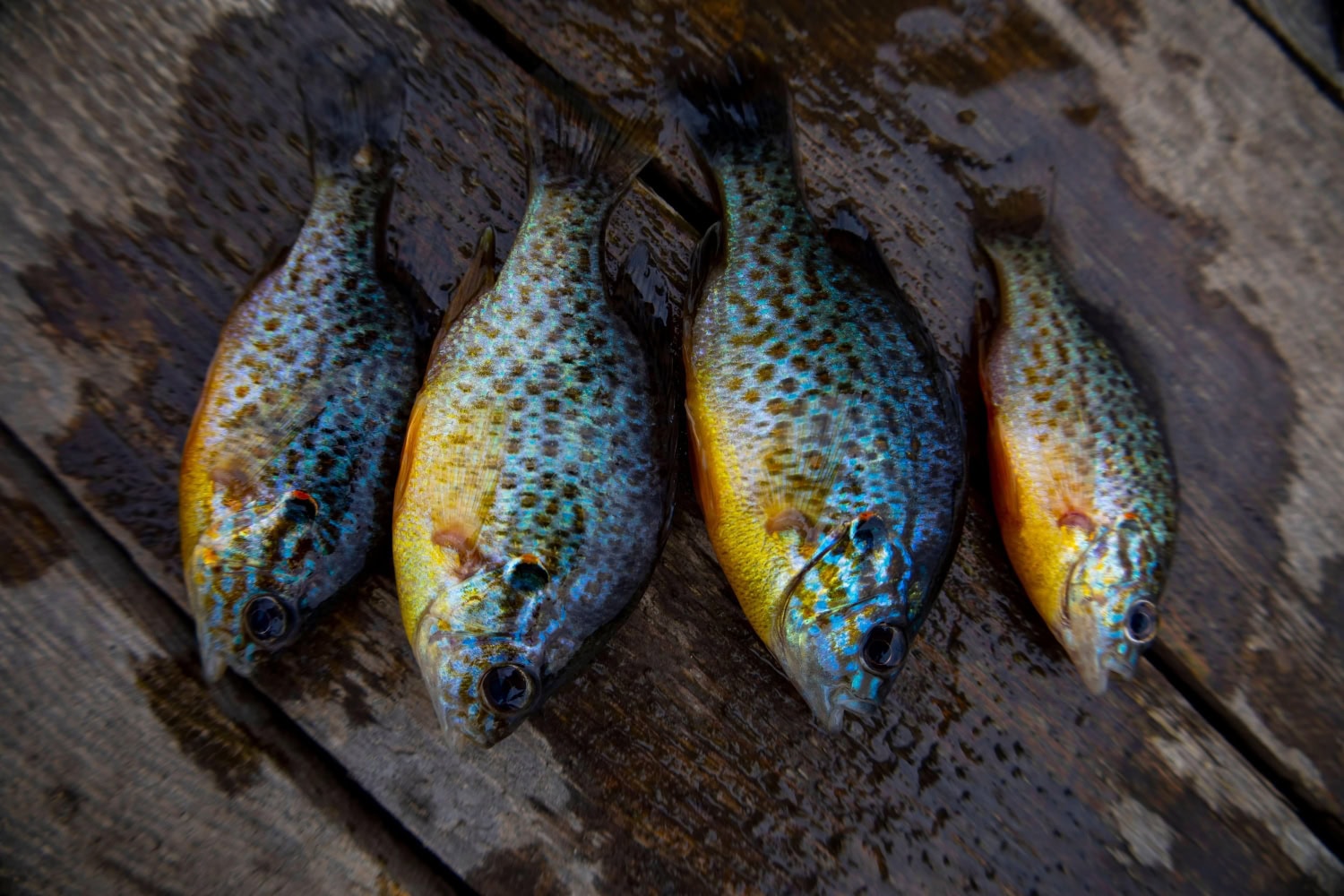 Aurinkoahven tunnetaan värikkäänä akvaario- ja lammikkokalana, minkä takia sitä on viety ympäri maailmaa.