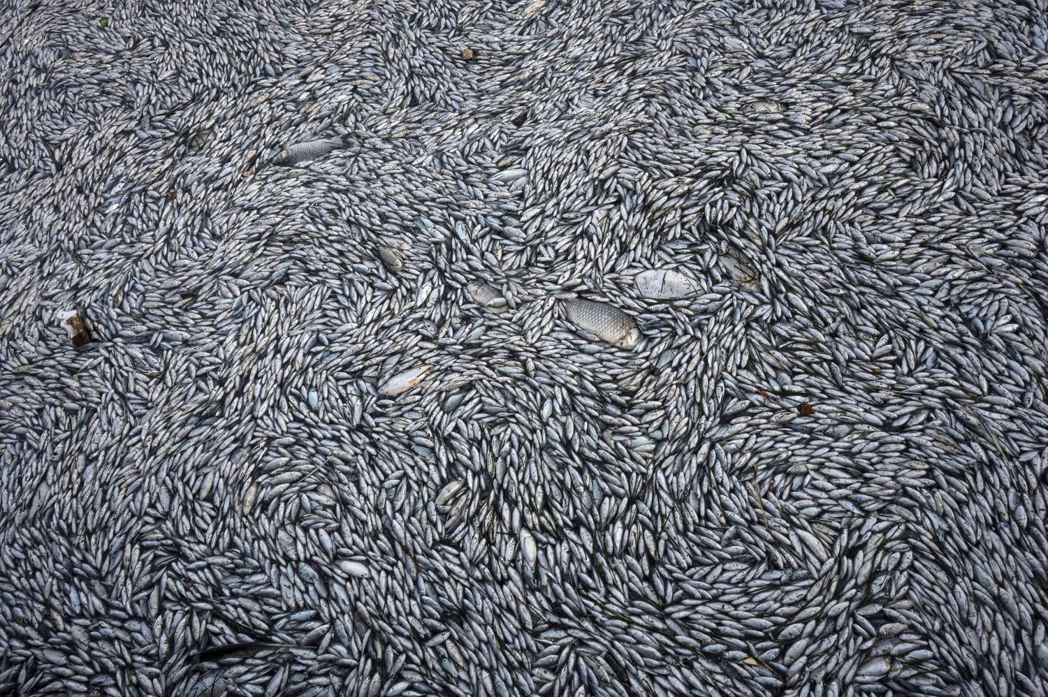 Vesi on kaloista sakeana.