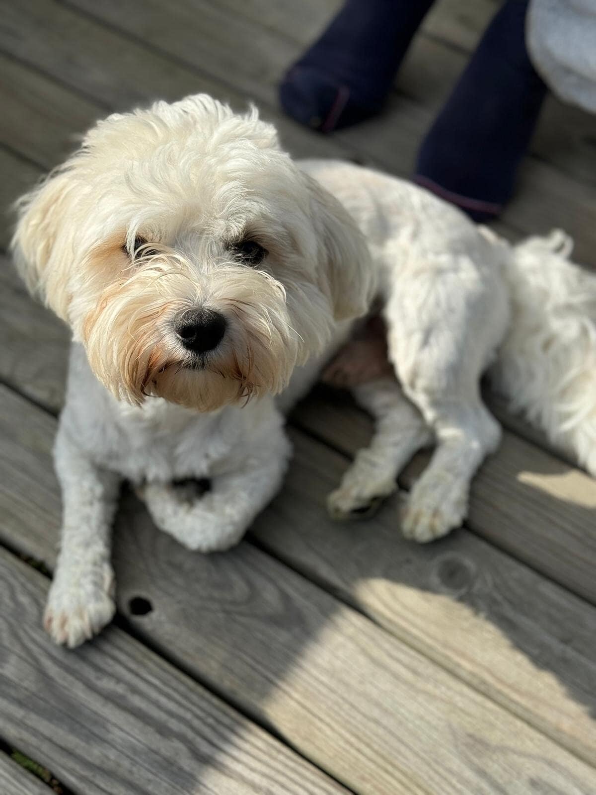 Alvin saa tänä vuonna Sankarikoiran arvon.