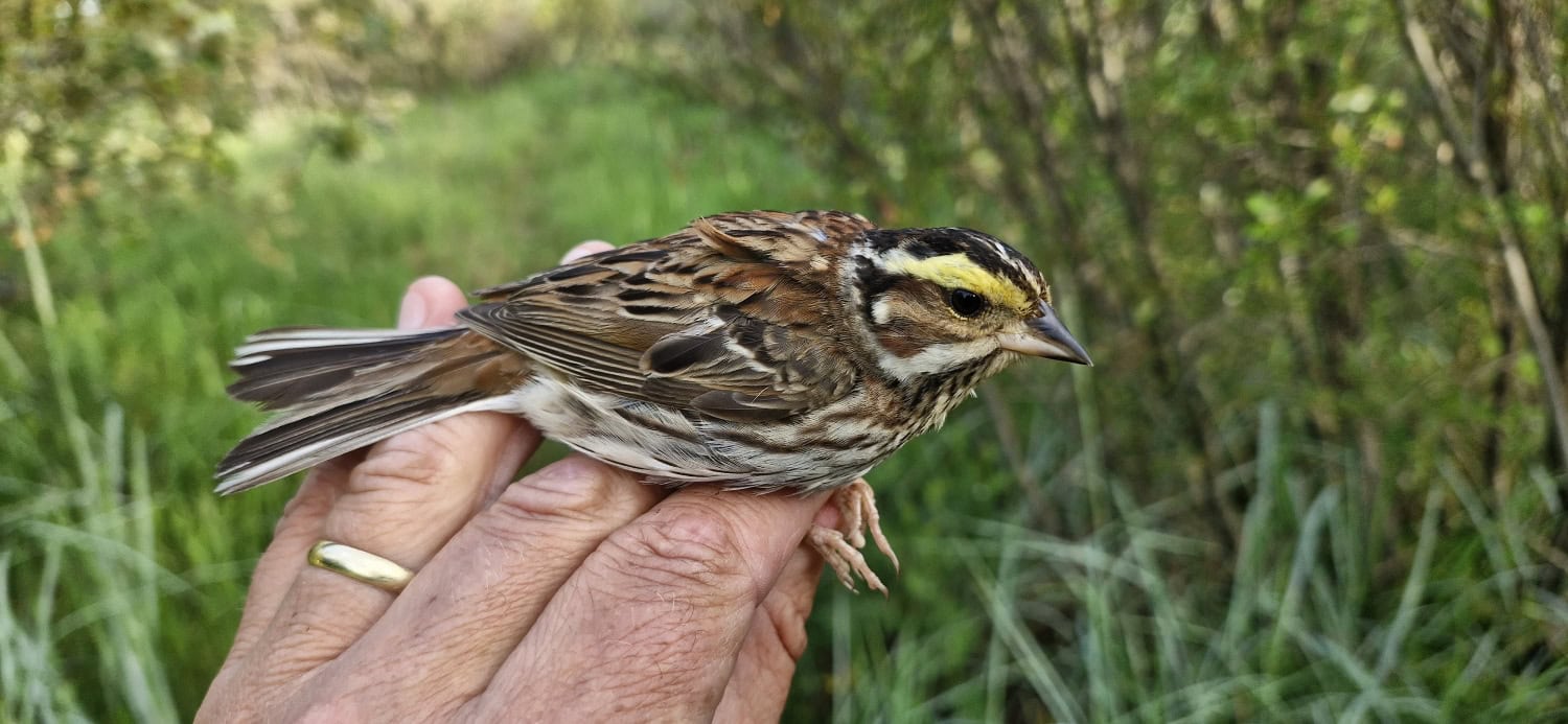 Kultakulmasirkku muistuttaa kovasti Suomessa pesivää sukulaistansa pohjansirkkua.