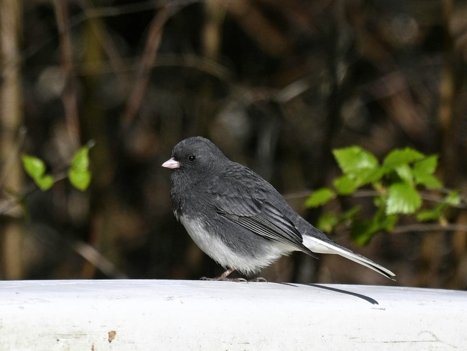 Tummajunkko on sirkkuleihin kuuluva varpuslintu.