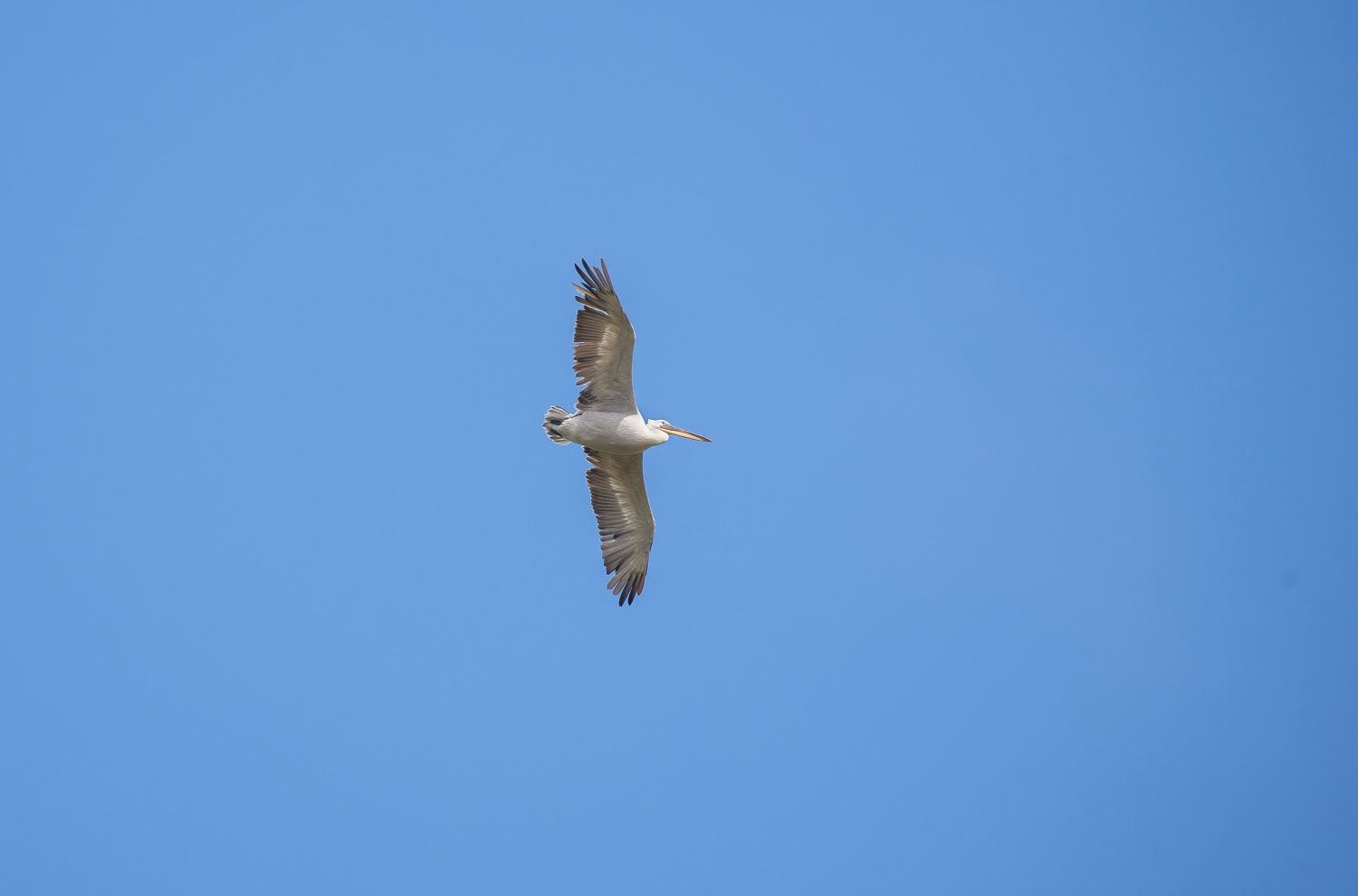 Petri Kuhno taltioi kiharapelikaanin lennon Kökarissa 25. kesäkuuta.
