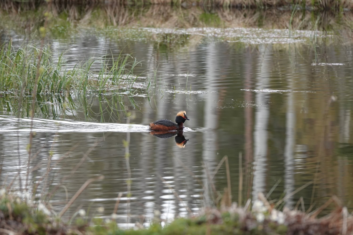 Mustakurkku-uikku on erittäin uhanalainen lintulaji.