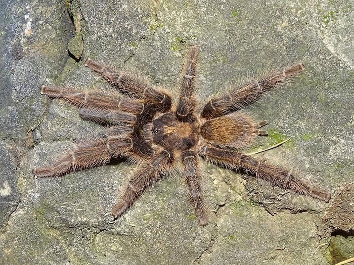 Satyrex speciosus -uros Somalimaasta.