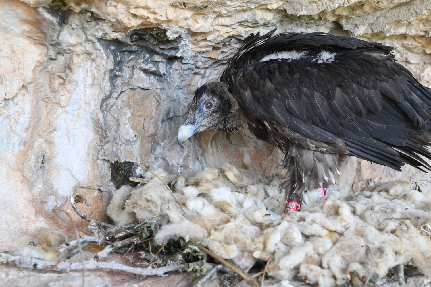Korkeasaaressa kuoriutunut partakorppikotka on siirretty Ranskaan.