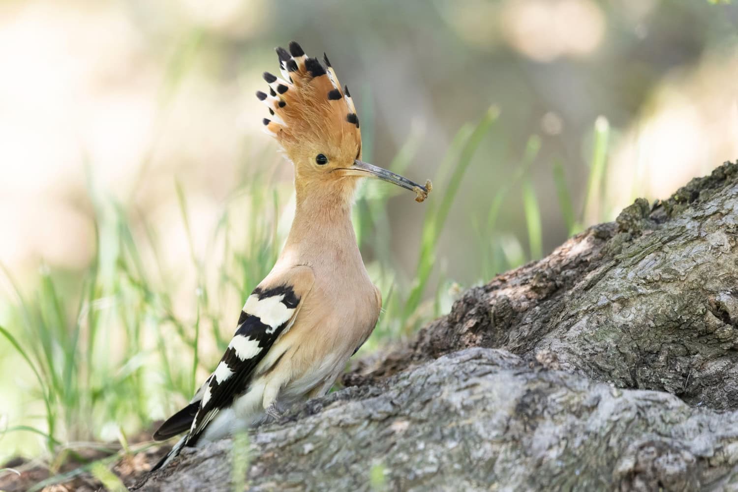 Harjalintu kiinnittää monen huomion eksoottisella ulkonäöllään.