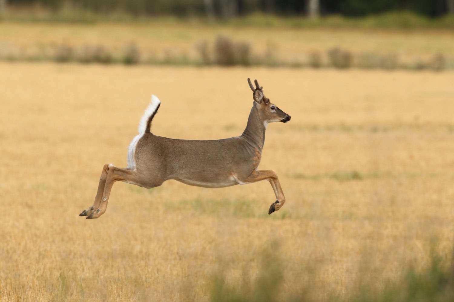 Eläimiä pitää varoa muulloinkin kuin syyspimeällä.