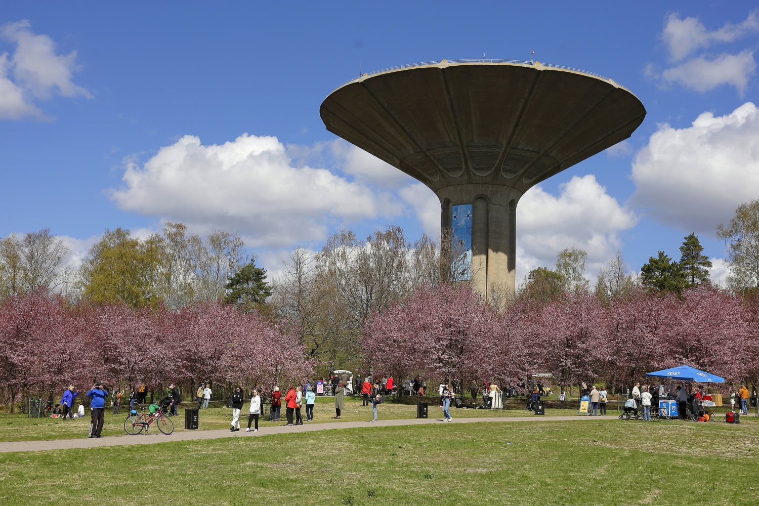 Kirsikkapuut puhkeavat upeaan kukkaloistoon aina toukokuussa.