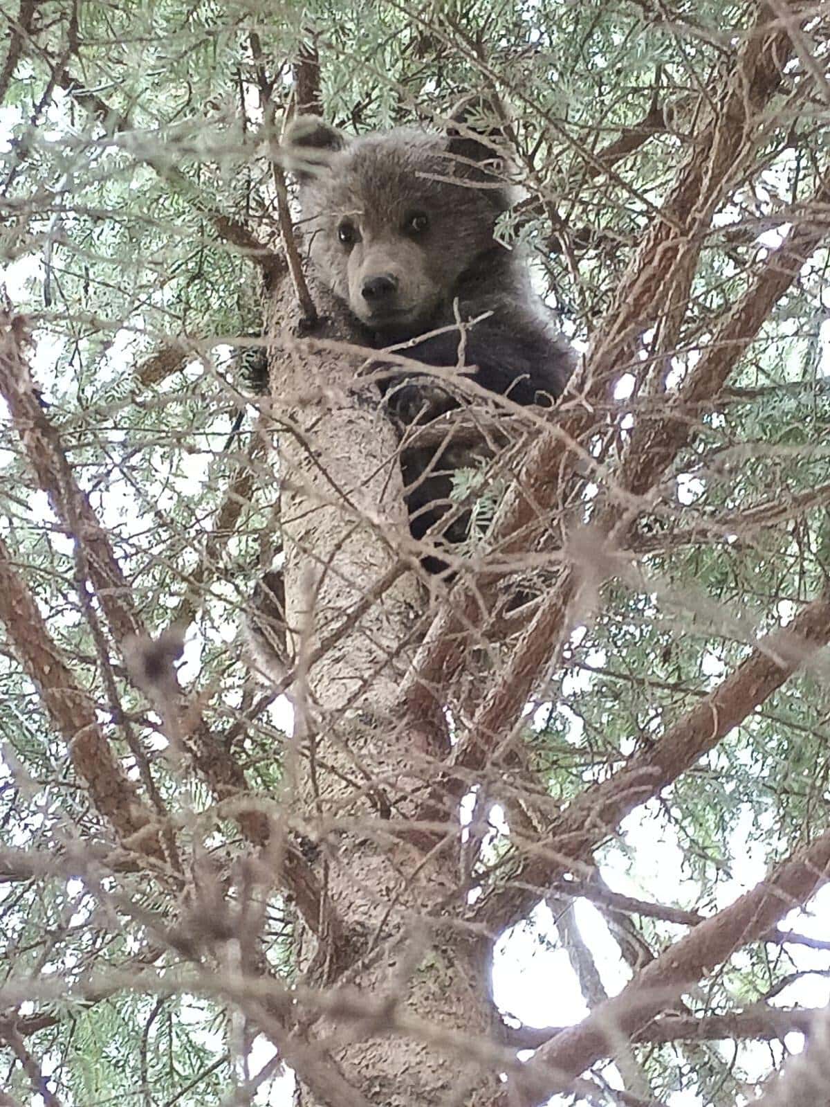 Karhunpentua ei tule lähestyä.