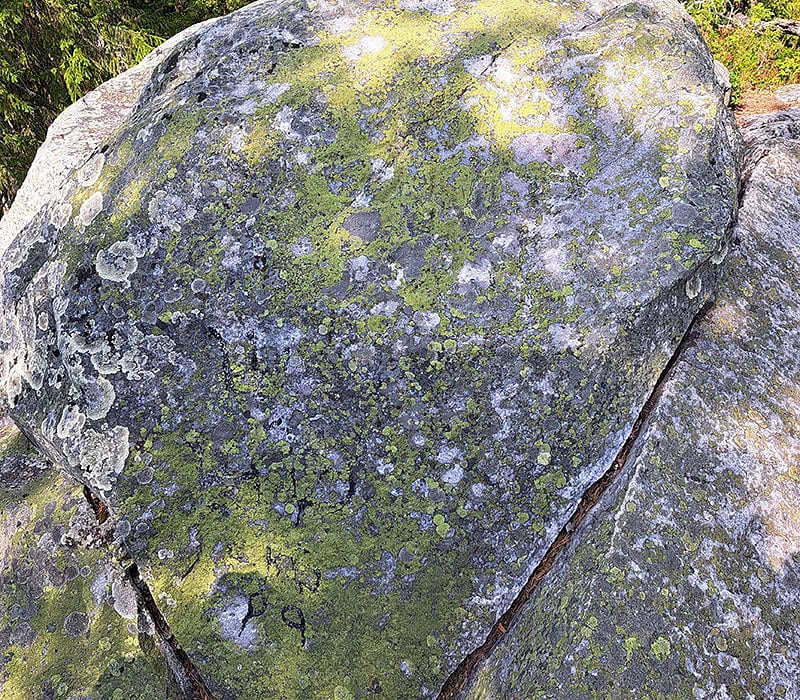 Yksi Pisan rajakivistä kuvattuna vuonna 2024. Kuvassa näkyy jäkälöityneet hakkaukset, Metsähallitus kertoo.