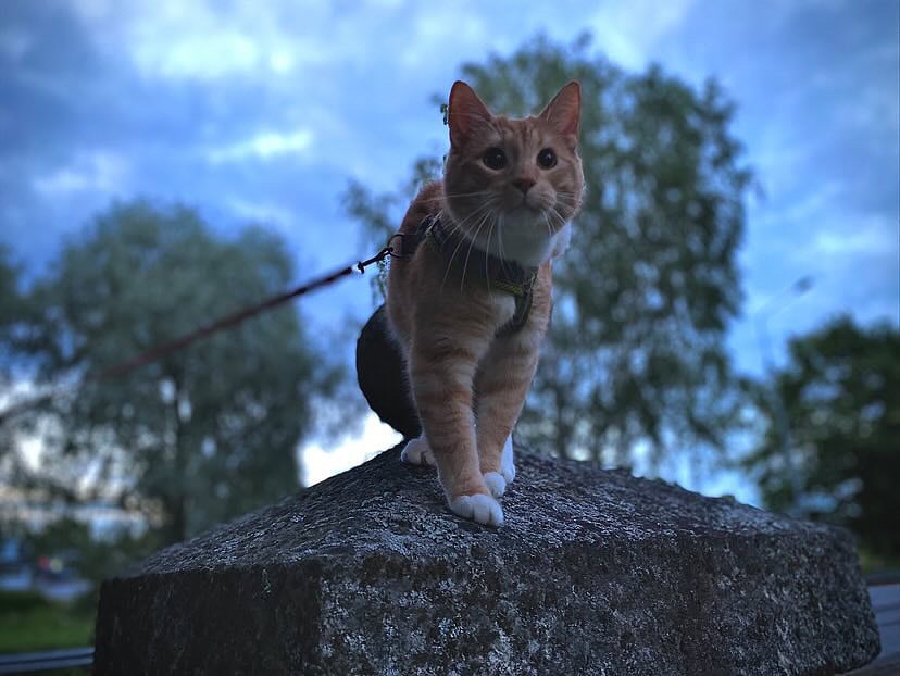 Tauno-kissa selvisi tapaturmasta säikähdyksellä sekä hyvällä hoidolla.