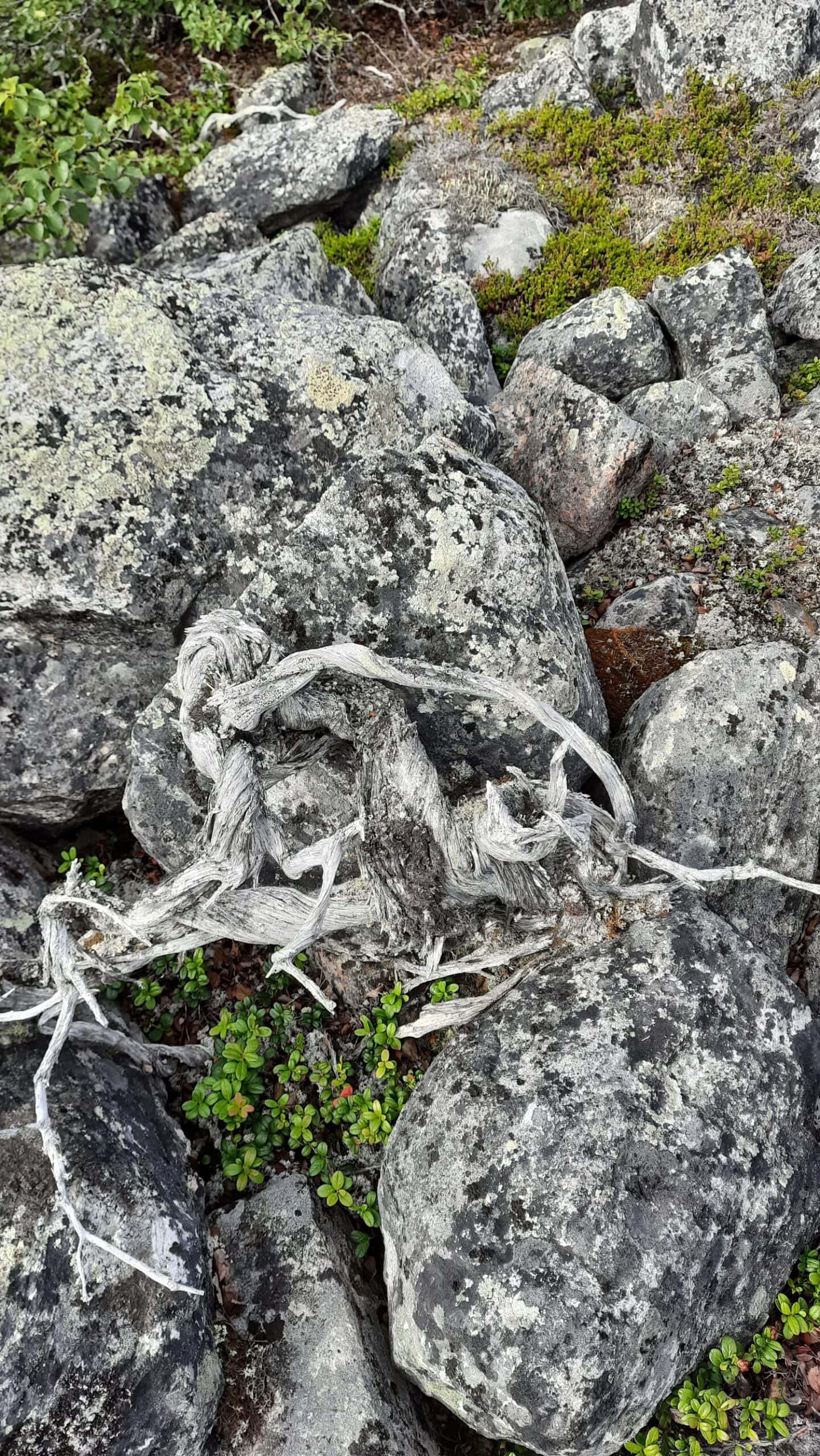 Utsjoelta löytynyt 1647-vuotias kataja.